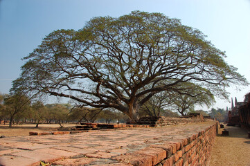 Massive, ancient rain tree or shaman tree in Ayutthaya with sprawling branches and a wide canopy,...