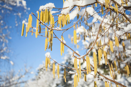 Haselnuss im Schnee