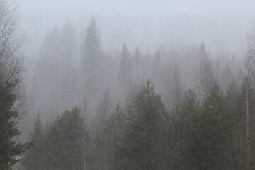 an approaching snow storm in the forests of north-eastern Europe in mid-May