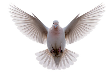 Obraz premium White Dove Flying with Open Wings Peace Symbol High Quality Stock Photo Transparent Background