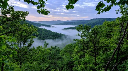 Obraz premium A serene valley filled with mist stretches across the landscape at dawn. Lush green trees frame the view as soft light breaks over the rolling hills in the distance