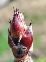 La yema de flor de Nashi. Pyrus pyrifolia. Peral asiático. Peral japonés. Peral de las arenas. 