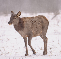 deer in the snow