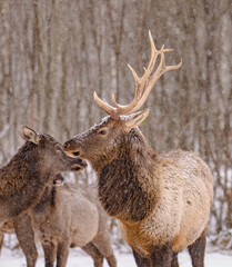 red deer in the woods