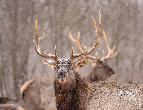 red deer in the woods