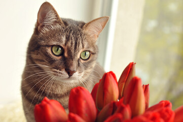 Cat with a bouquet of red tulips. Spring bouquet of flowers and a cute cat.
