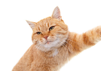 Obraz premium The cat poses as if taking a selfie.