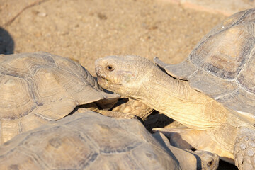 Fototapeta premium Outdoor turtle flock