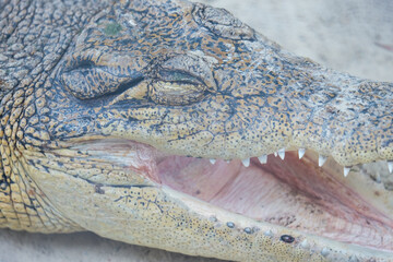 Fototapeta premium Crocodile sleeping with eyes closed