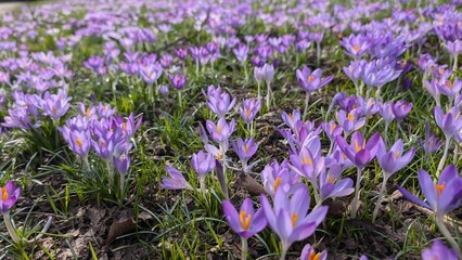 Obraz premium Blooming crocuses in a flower meadow, A Meadow of Blooming Crocuses in Early Spring