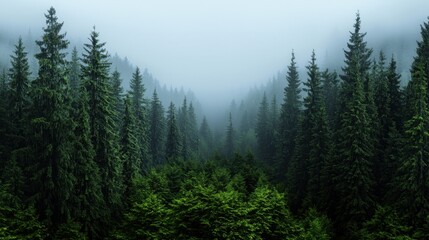 Fototapeta premium A tranquil forest landscape features towering pine trees shrouded in mist. The early morning light highlights the lush greenery, creating a peaceful atmosphere in nature