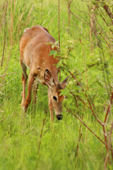 Deer