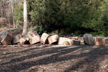 old dead poplar tree cut in pieces in park