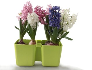 colorful hyacinth plants blooming at spring close up