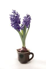 colorful hyacinth plants blooming at spring close up