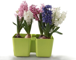 colorful hyacinths in a pot