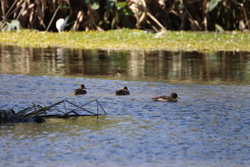 Obraz premium Tres patos nadando