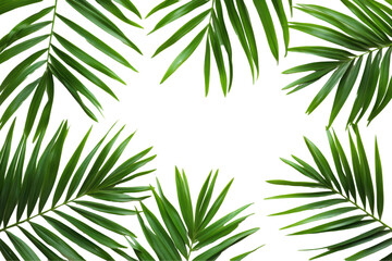 green palm leaf branches isolated on transparent or white background, png 