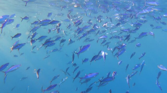 School of striated fusilier (Caesio striata) fishes, Red Sea. 4K stock video footage