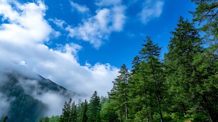 Fototapeta premium Serene Forest Landscape with Blue Sky and Wispy Clouds Among Tall Trees : Generative AI