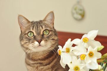 Gray tabby cat with a bouquet of white daffodils. Spring photo of cats and flowers.Cat with green eyes.

