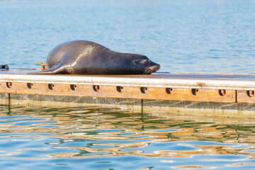 Lonely Sea Lion on Dock in Oceanside, California