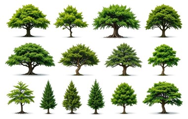Collection of Different Green Trees Isolated on White Background for Design