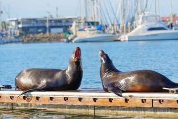Two Sea Lions Barking on Dock in Oceanside, California