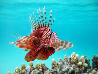 Lion Fish in the Red Sea in clear blue water hunting for food .