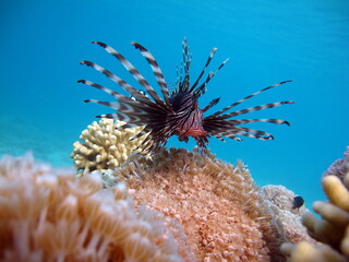 Lion Fish in the Red Sea in clear blue water hunting for food .