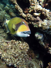 Triggerfishes Balistidae. Fish - a type of bony fish Osteichthyes Spin-horned (Balistidae) Bluefeather ballistode.