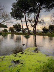 river in the park