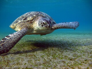 Obraz premium Big Green turtle , Green turtles are the largest of all sea turtles. A typical adult is 3 to 4 feet long and weighs between 300 and 350 pounds.