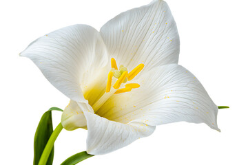 Isolated Calla Lily blossom shows detail. Background is clear for design elements or use as mockup image