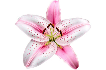 Pink lily blossom closeup isolated on transparent background; design element