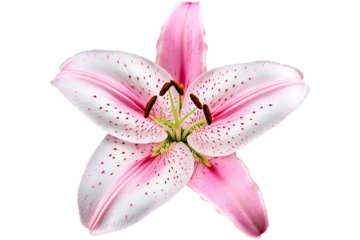 Pink lily blossom closeup isolated on transparent background; design element