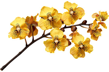 Yellow orchids on a branch, isolated, blooming against a plain background, useful for designs