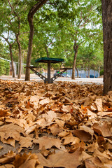 morning in city park, bright sunlight and shadows, , beautiful landscape