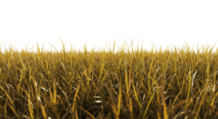 field of brown grass PNG, dry grass, barren field, seasonal, crispy, parched, landscape