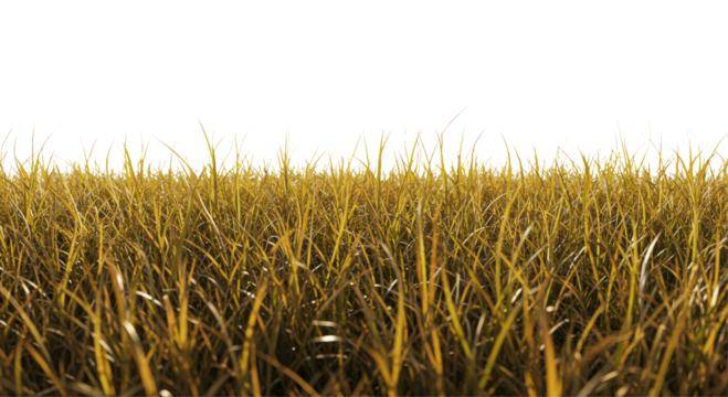 field of brown grass PNG, dry grass, barren field, seasonal, crispy, parched, landscape