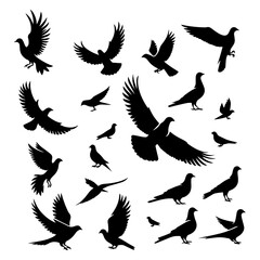 Obraz premium set of silhouettes of birds