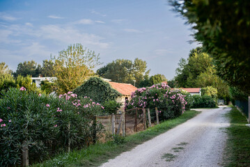 Fototapeta premium A picturesque rural road with lush oleander bushes and cozy houses in Stoj Montenegro. An idyllic countryside scene on a sunny day 