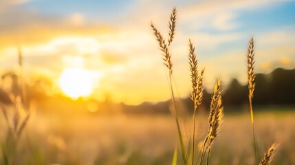Golden hour sunlight illuminating tall grass in a serene natural landscape with a beautiful sunset view : Generative AI
