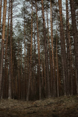 trees in the forest. pine forest
