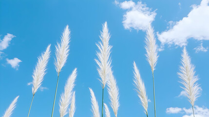 Fluffy white pampas grass against blue sky