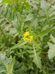 Obraz premium sisymbrium irio plant flower or Small yellow flowers form in clusters at the end of the stems of London Rockets plant