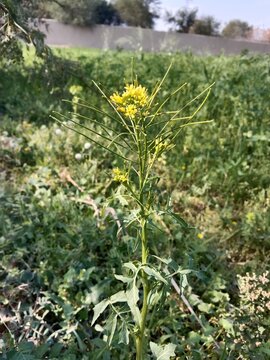 sisymbrium irio plant flower or Small yellow flowers form in clusters at the end of the stems of London Rockets plant