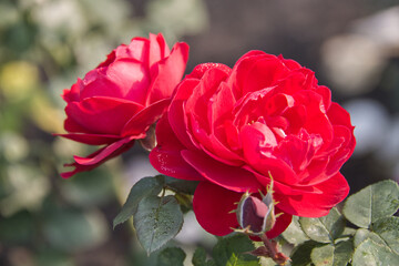 Red Roses Blooming in a Garden