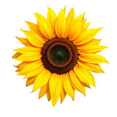 Fototapeta premium Bright Yellow Sunflower With Detailed Center on White Background