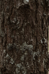 tree bark texture with lichen